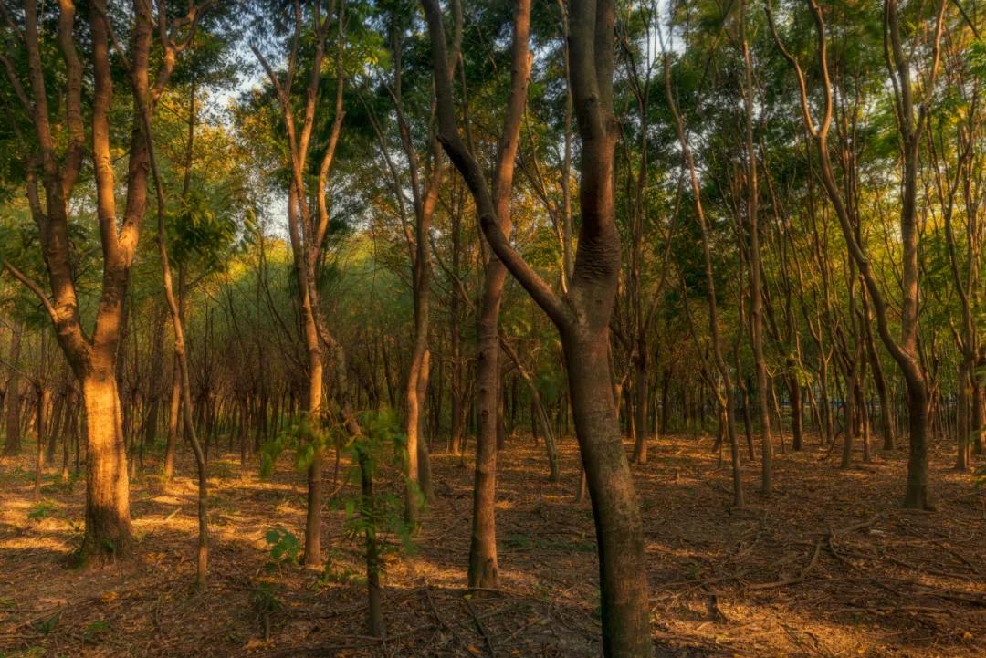 杭州最佳赏秋路线推荐,杭州附近赏秋的地方