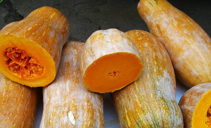 南瓜高产的最佳方法,蜜本南瓜种植前景及高产技术浅析