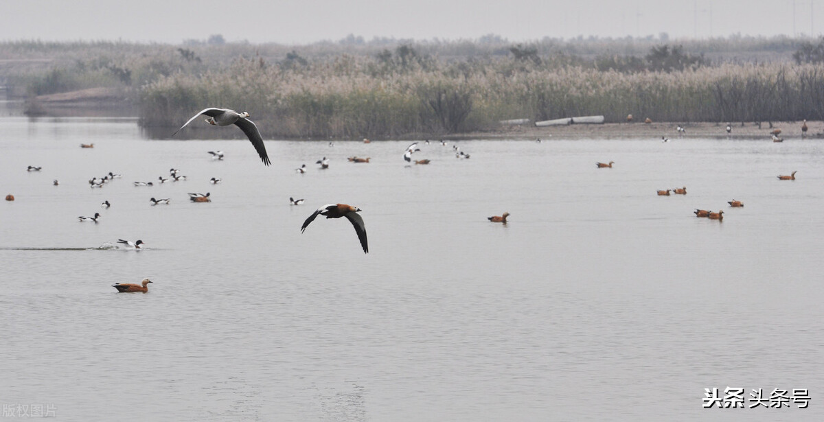 回顾东方白鹳迁徙路上的生存困境,东方白鹳在哪里栖息
