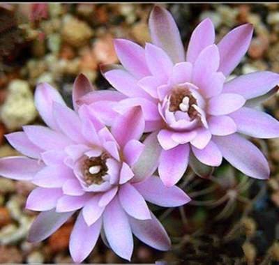 太极莲仙人球,狂莲仙人球