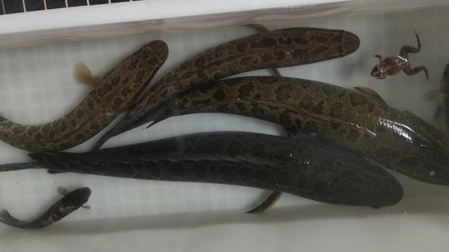 黑鱼雷强手法,雷强钓黑鱼绝密配方