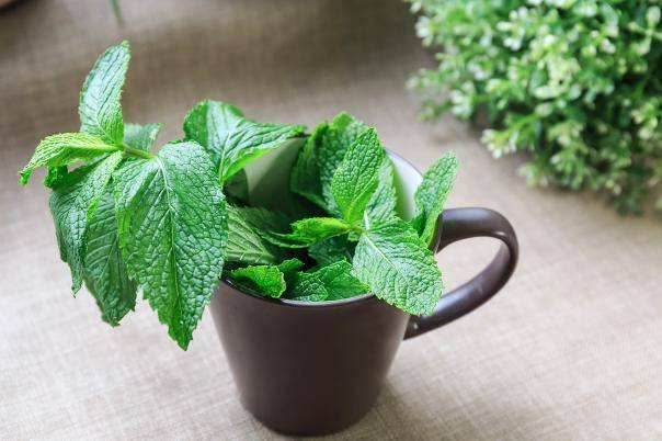 夏季养生吃什么药材好,养生药膳灵芝