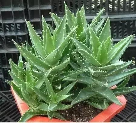 哪种植物花香助眠,安眠植物