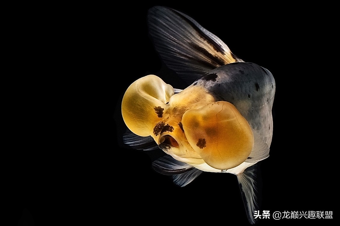 金鱼观赏鱼怎么挑选,金鱼怎么选才好看好养活