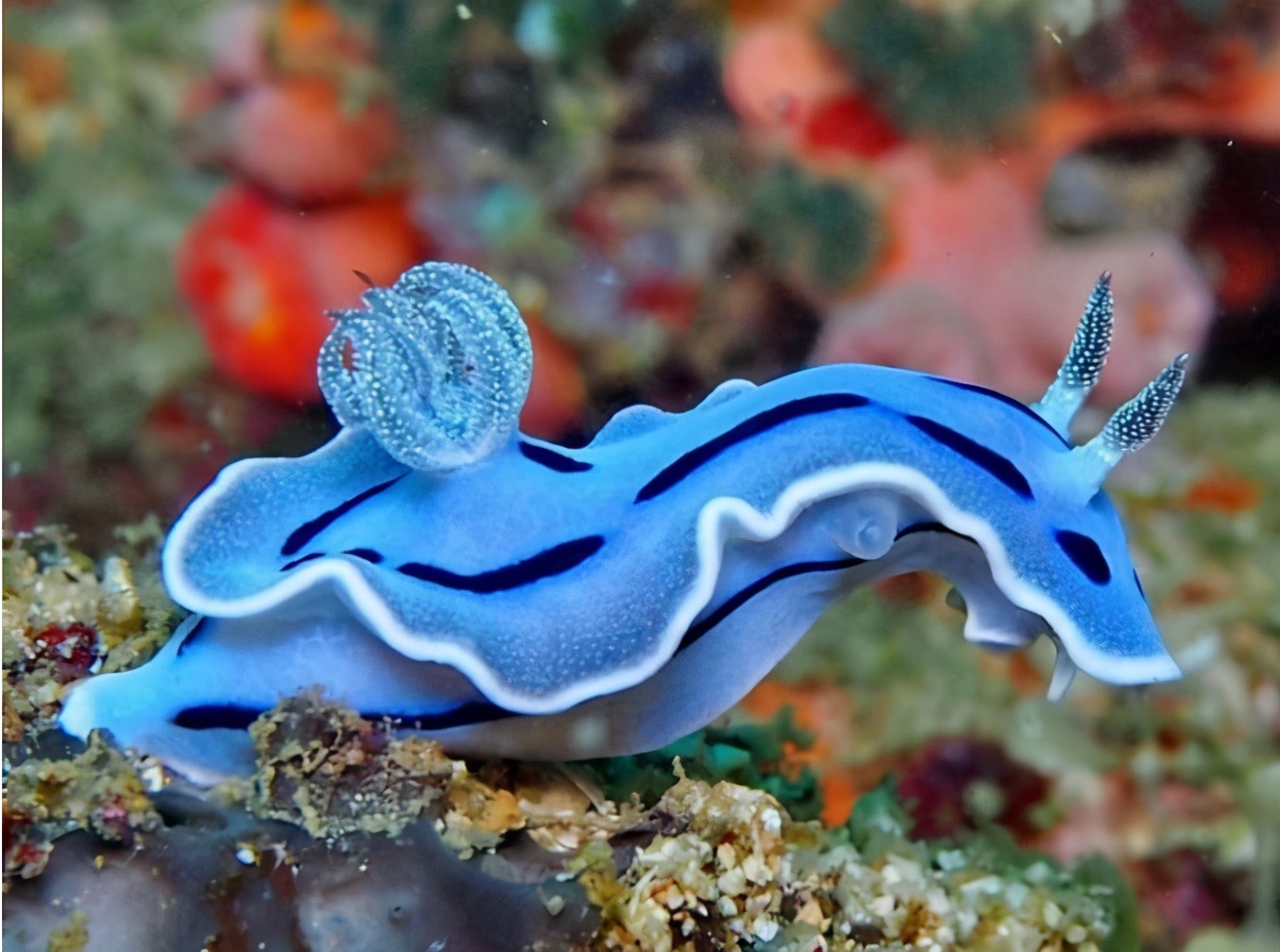 是雌雄一体的动物,既是雌性又是雄性