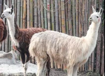 驼羊和羊驼我们不一样,驼羊和羊驼的区别视频