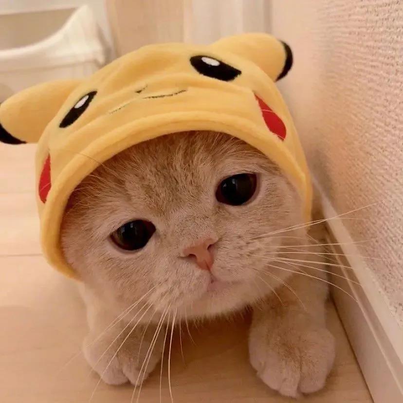 霸气又蠢萌的宠物猫名字 (好听的宠物猫名字大全)