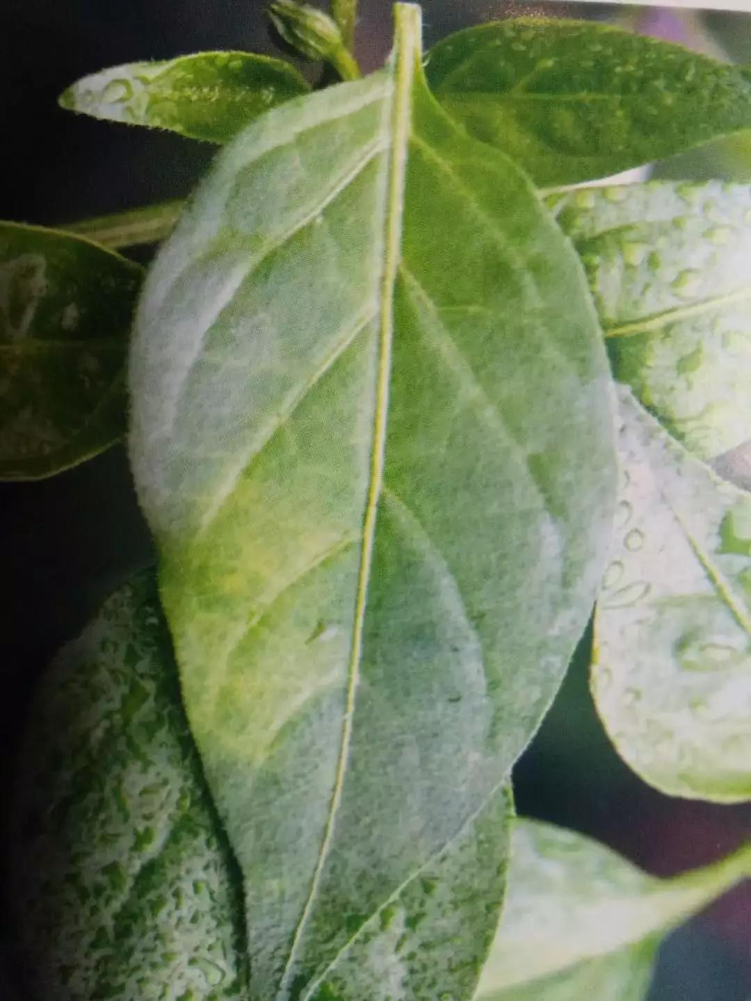 青霉病属于灰霉病还是软腐病,蔬菜霜霉灰霉病克星