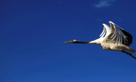 本汀神鹤战斗8.1测试,本汀神鹤爆强硬测评科学钓鱼