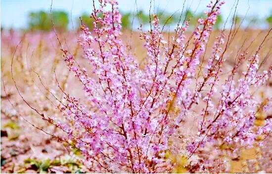 欧李～春观花，夏赏叶，秋品果；既可观赏，也可食用，一举两得。