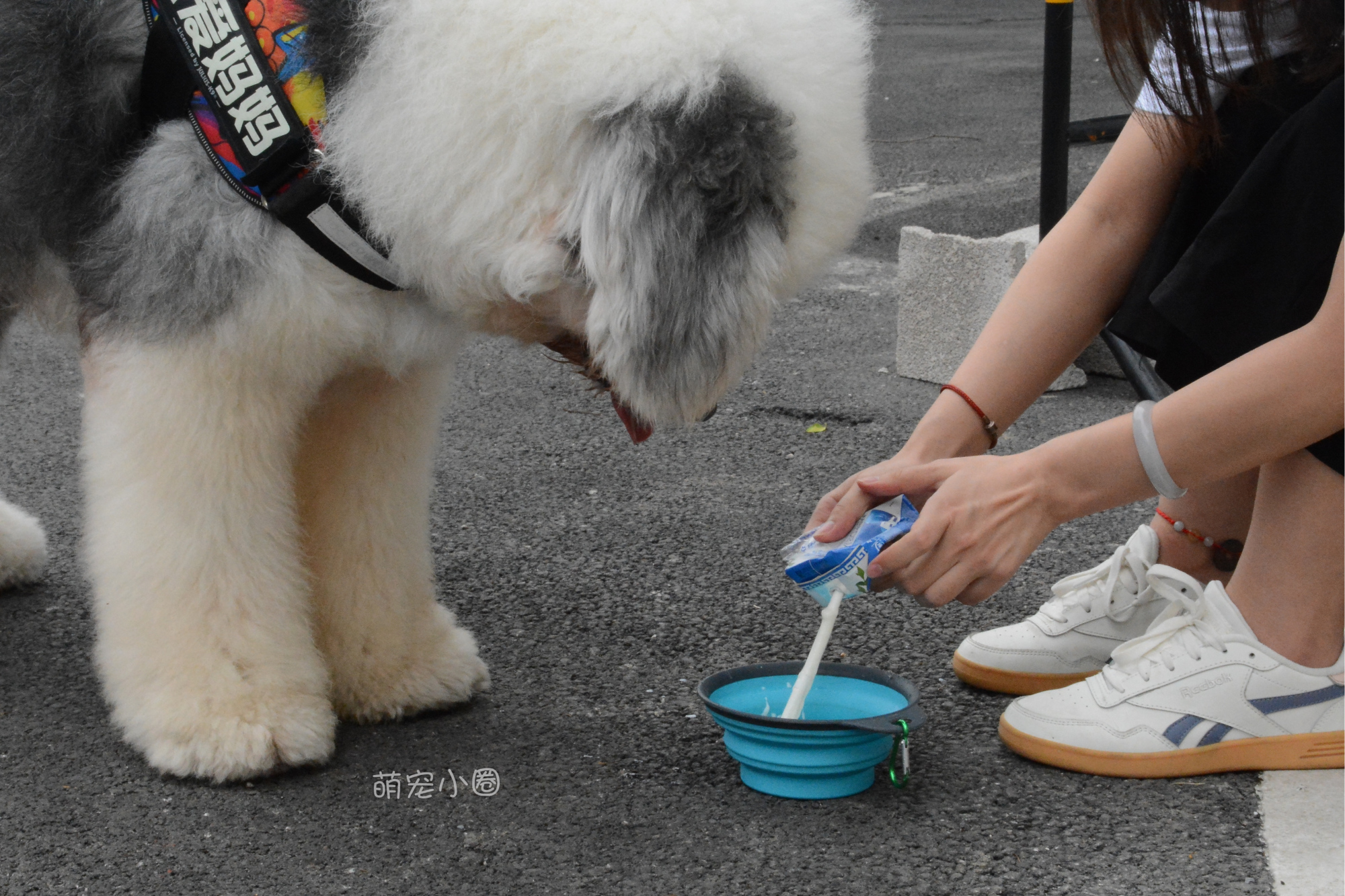 宠主们这8种水不能长期给狗狗喝,兽医表示:长期喝等于慢性自杀