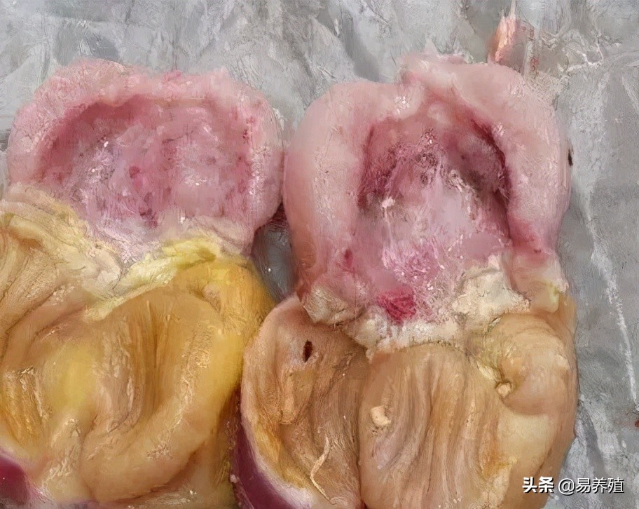 鸡拉红浓屎怎么治,鸡拉绿色稀粪最快解决方法