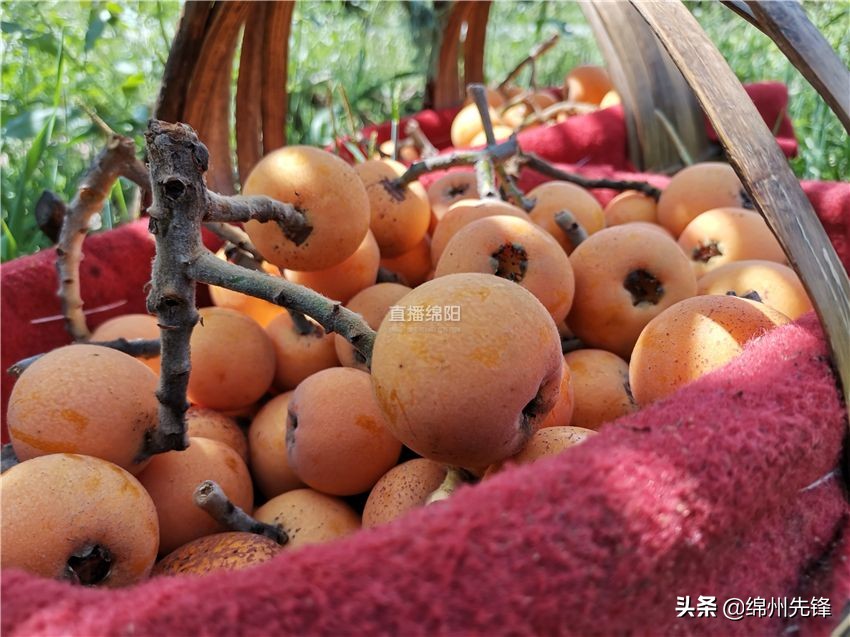 哪个地区的大五星枇杷口感最好,绵阳北川圣灯山枇杷