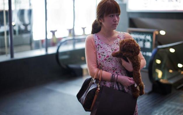 为什么我家泰迪喜欢往外跑,为什么我家泰迪一直盯着我看