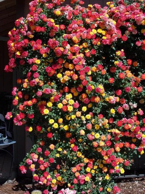 100种月季经典品种,100种经典月季品种