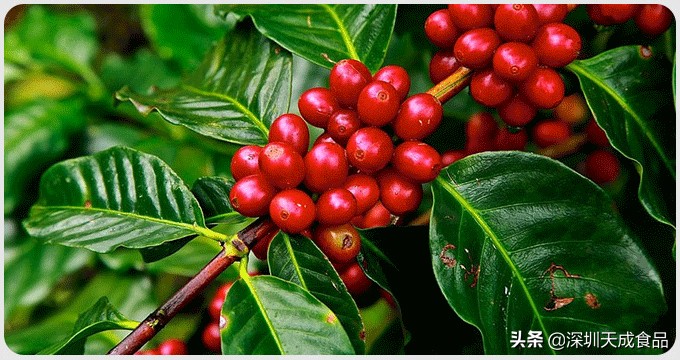 什么品牌的黑咖啡比较好,哪个牌子的黑咖啡比较好