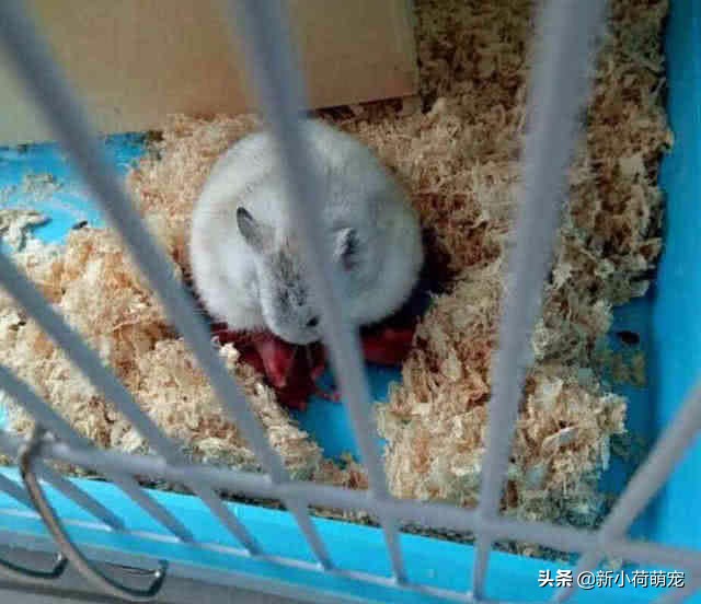 仓鼠肚子上出现红色的东西,仓鼠肚子上出了血还硬硬的