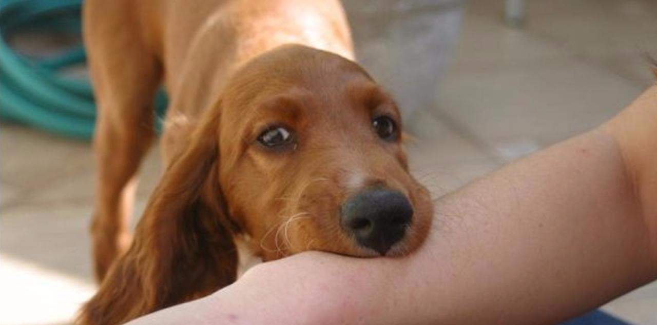 关于狗狗的九大谣言,关于狗狗的十个谣言你误信了几个