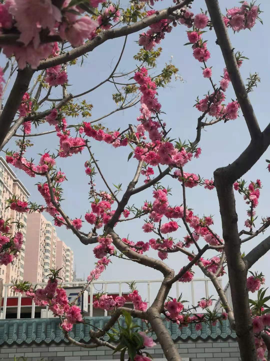 思君古诗词,思君诗歌曲大全