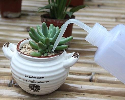 多肉蔫了是淹了还是缺水了,多肉枯萎是水太多还是缺水