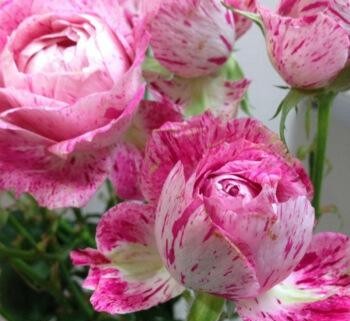 100种月季经典品种,100种经典月季品种