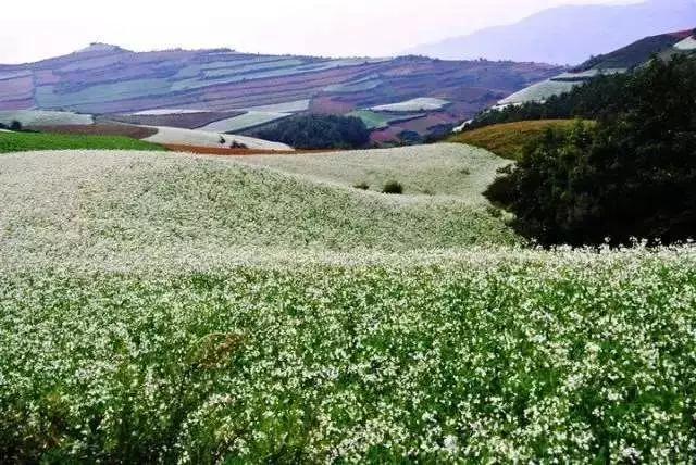 全国油菜花时间表,3月份哪里的油菜花最美