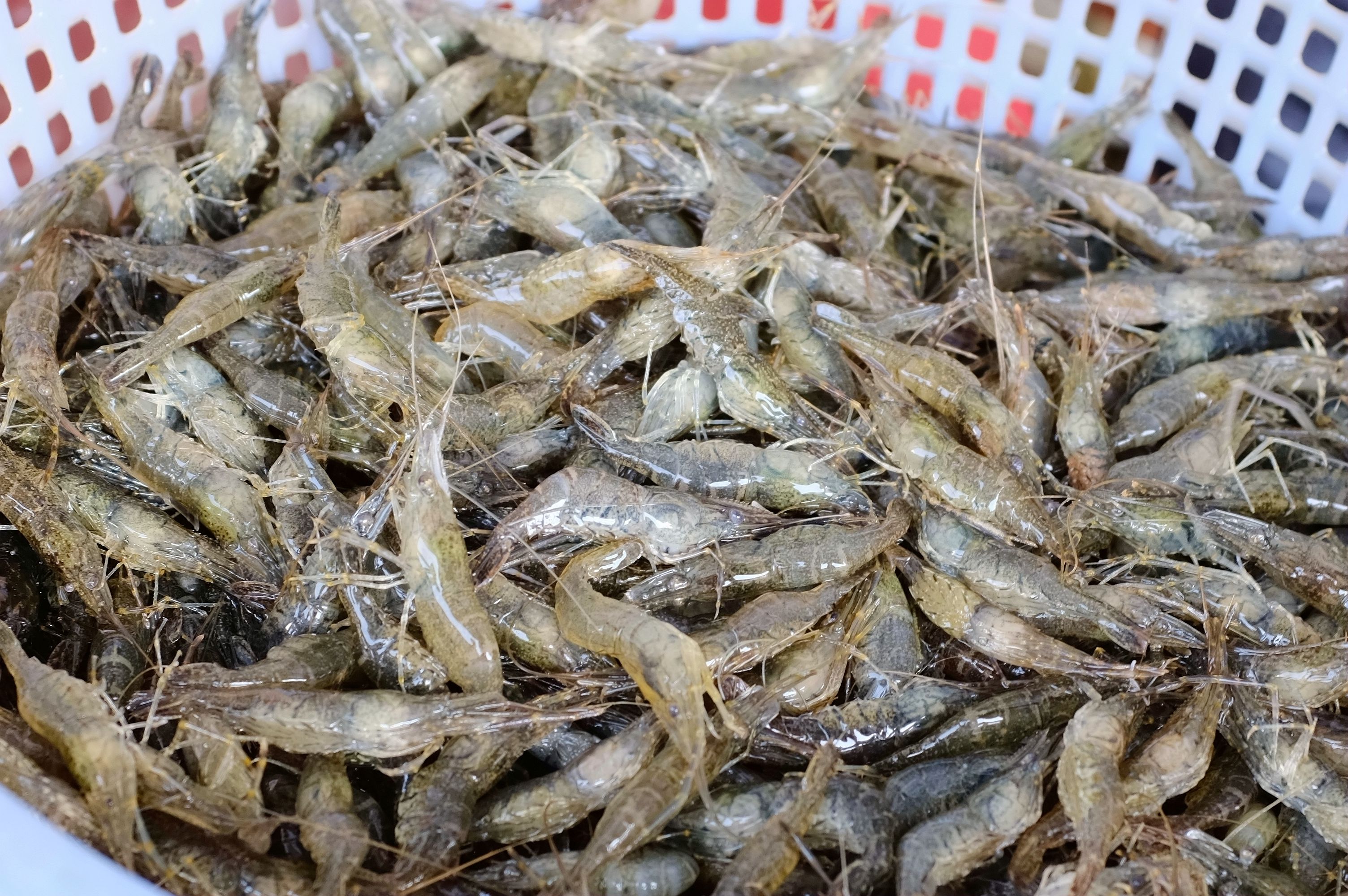 这么嗲的菜场你快点来逛呀