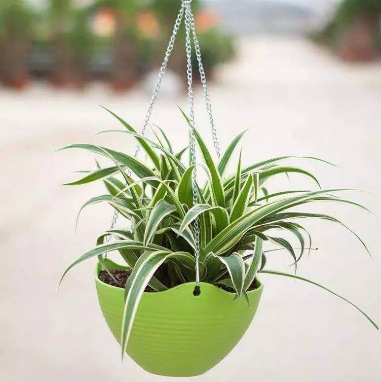 装修常识:幼儿园装修有异味?!这些方法教你轻松祛除......