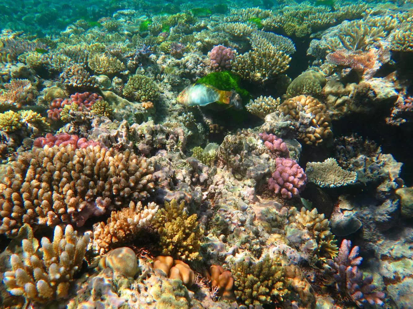 国外澳大利亚生活日常,海外生活澳洲