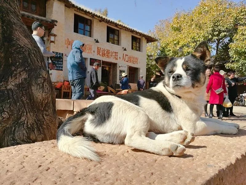 沙溪古镇真的好吗,沙溪古镇有多美