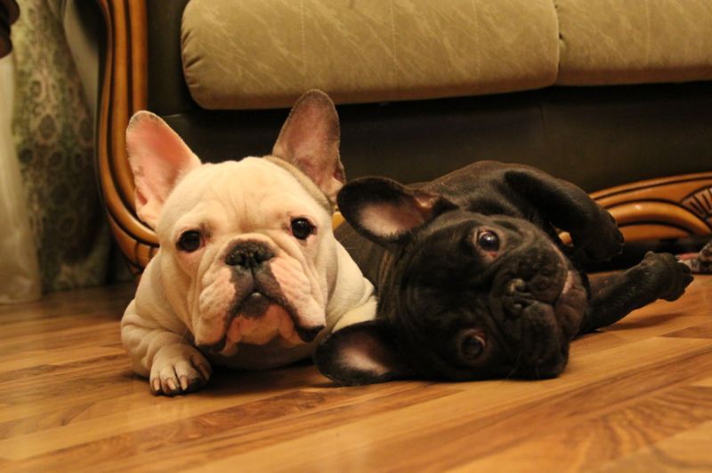 法斗和巴哥哪个好养,新手养法斗和巴哥哪个好养