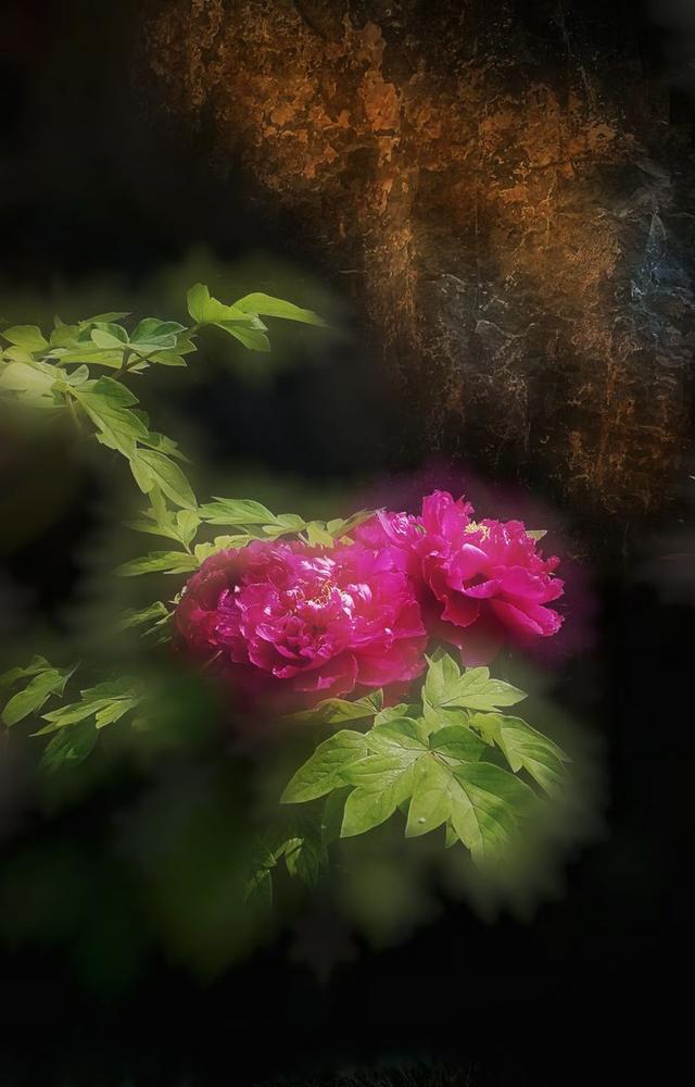 洛阳牡丹花摄影,中国牡丹花开摄影