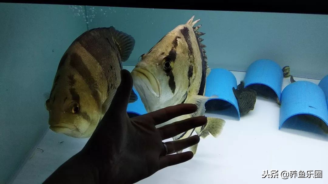 这位土豪家的渔场，光滤材就花了500多万，你确定不要见识一下？