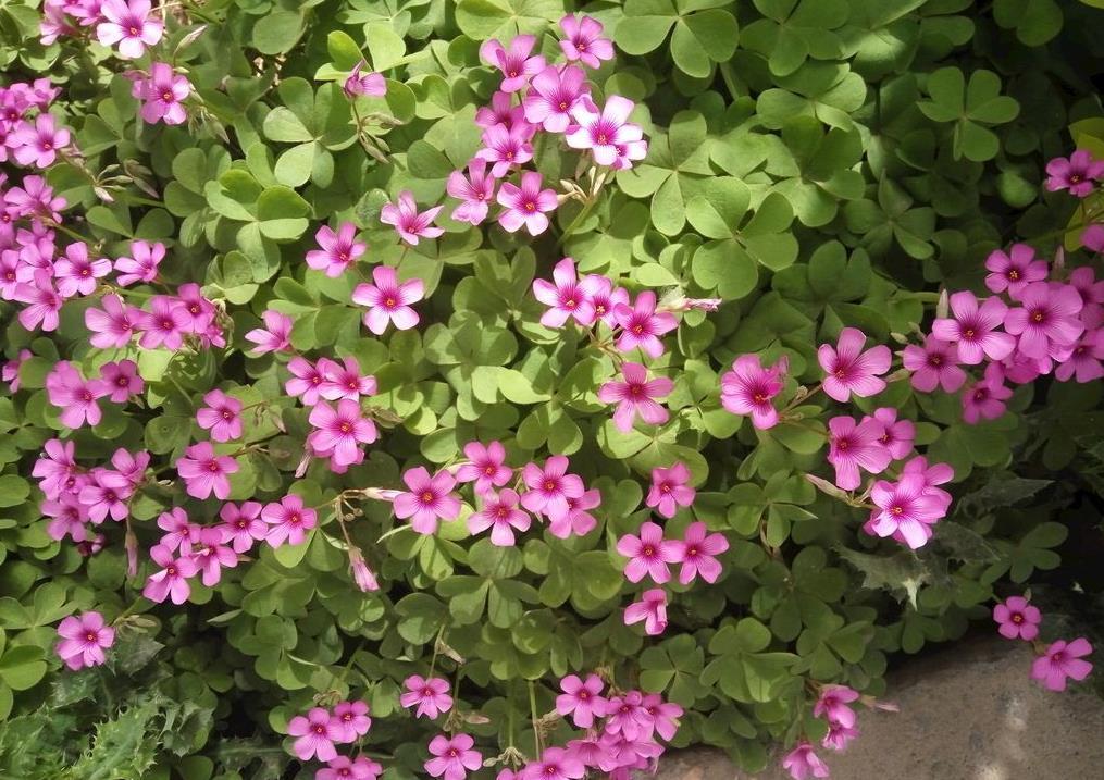 紫色幸运草的寓意和象征,养幸运草