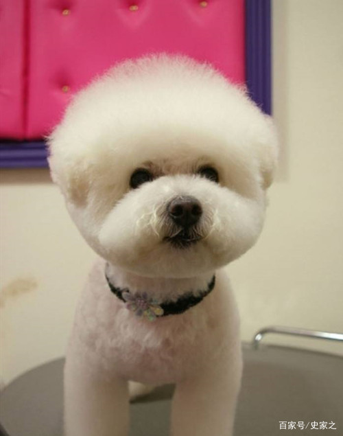 比熊怎么辨别是不是飞耳,比熊怎么判断有没有虱子