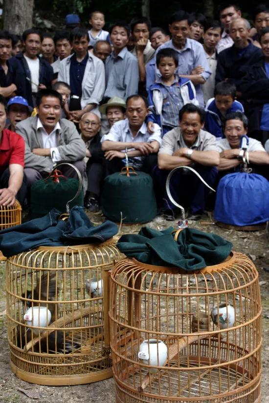 科学养殖创业好项目,室内特种养殖创业新项目