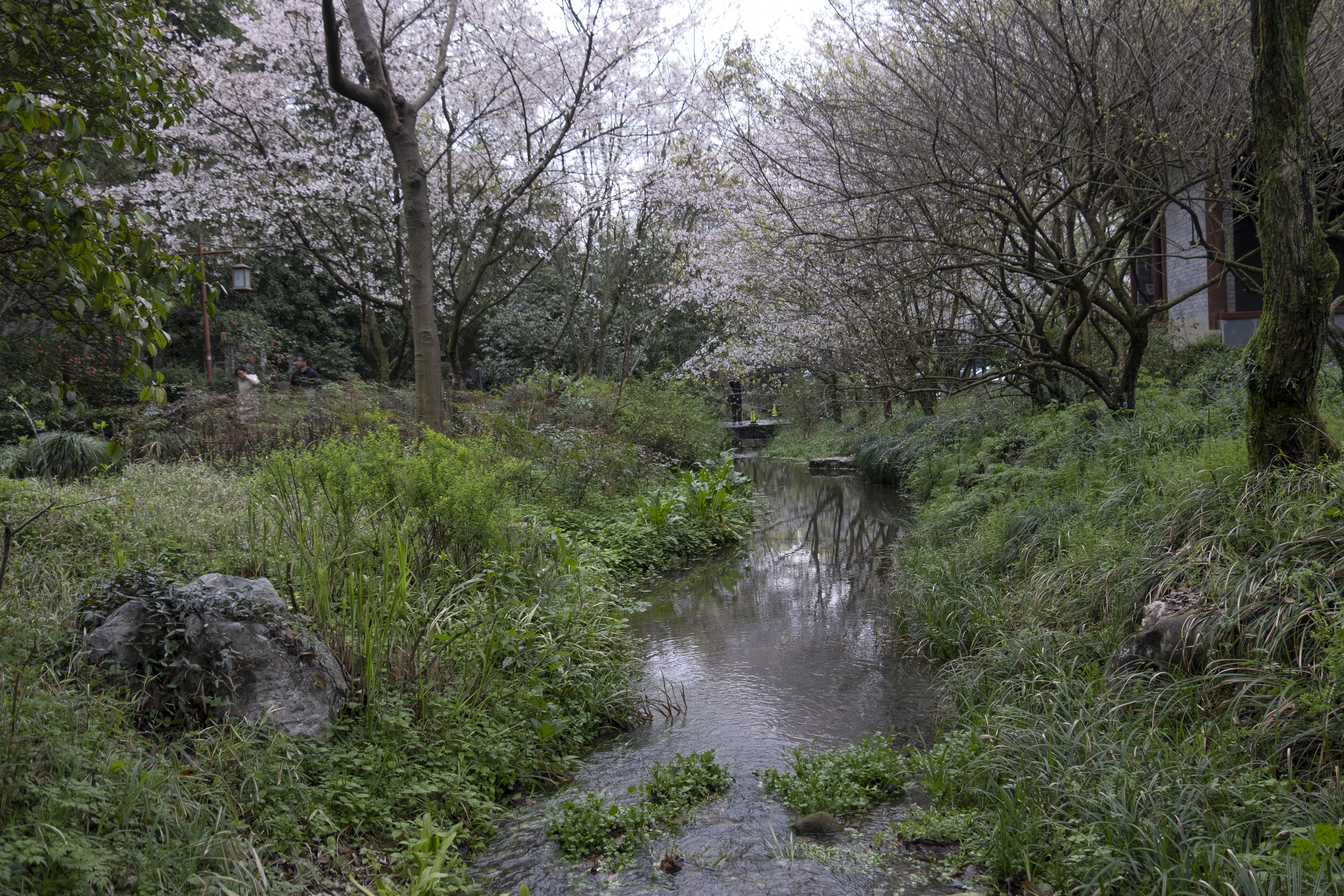 西湖龙井春茶季,龙井茶西湖明前春茶
