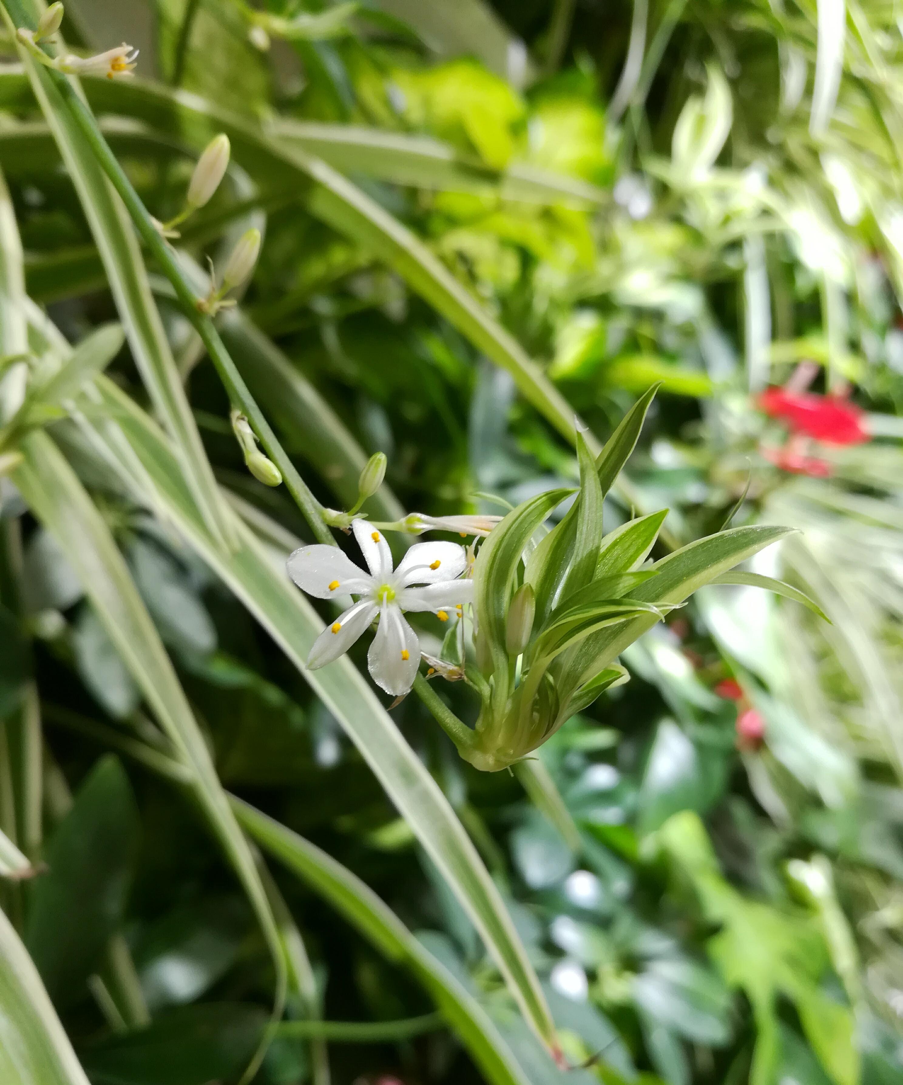 油画吊兰叶尖发枯发黑是怎么回事,金边吊兰叶子边缘发黑是怎么回事