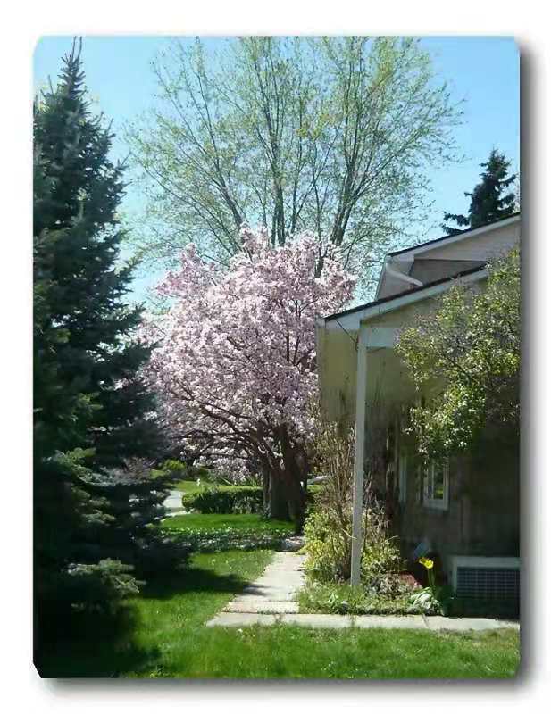 魁北克华人移民真实生活,移民魁北克真实生活