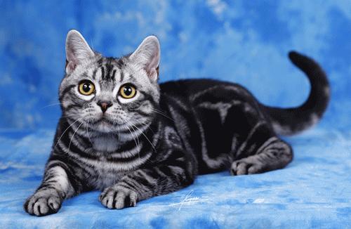 盘点养猫迷惑行为,养猫指南中的迷惑行为