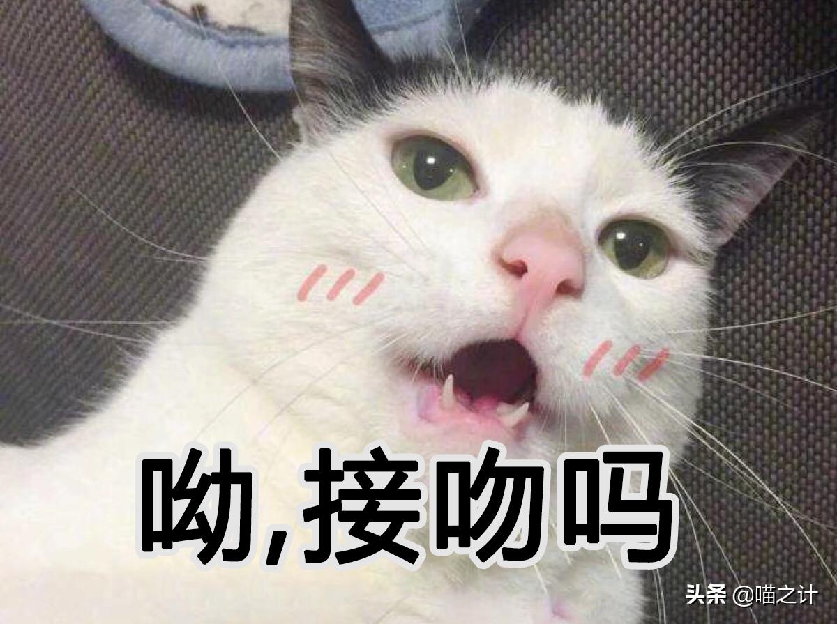 猫咪口臭怎么办最有效的方法,猫咪有口臭怎么解决
