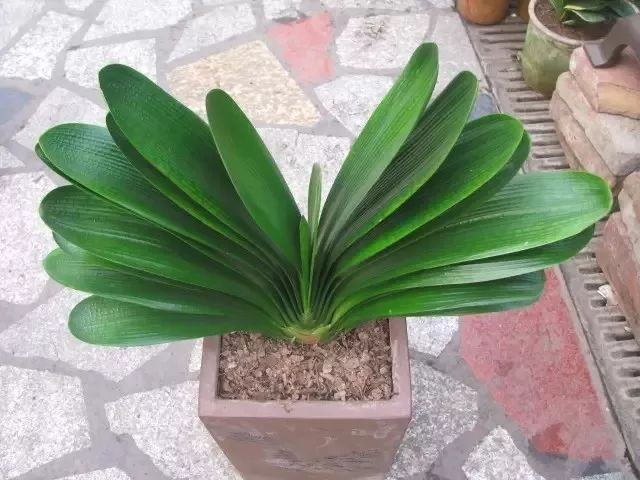 君子兰花苞到开花要多长时间,君子兰开花不出花苞是什么原因