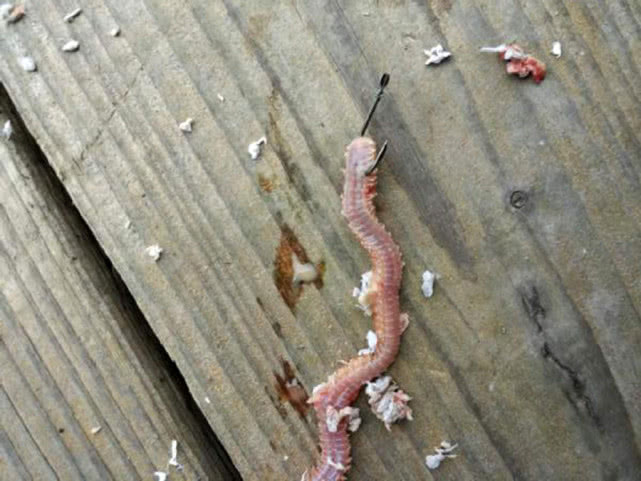 海边一种小不丁点大的泥猛鱼，刺得龇牙咧嘴，腹内有一股特殊的臭