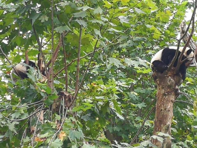 拼车去*藏西**，看功夫熊猫都江堰，导游带进购物店，让躺在床上体验