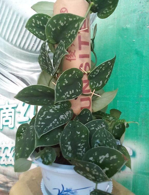 绿萝浇哪三种水疯长不停,让绿萝起死回生爆盆的正确方法