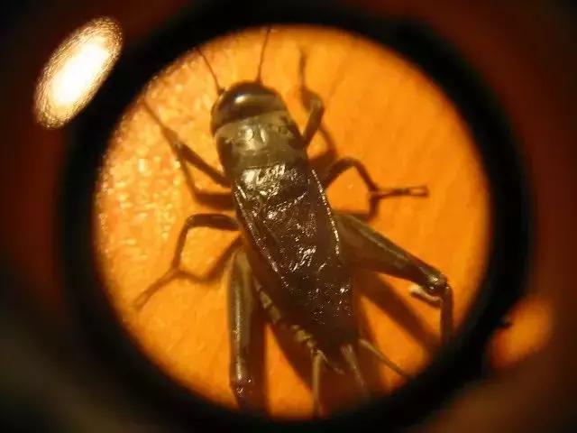 鸣虫油葫芦蝈蝈的区别,鸣虫示范蝈蝈蟋蟀油葫芦