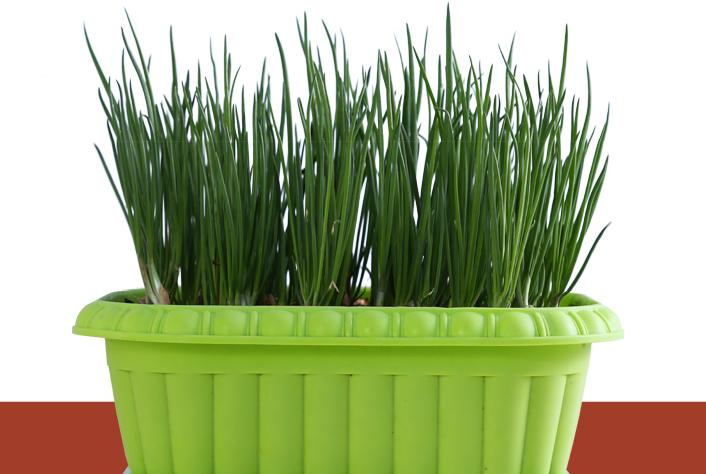 家庭盆栽小葱的方法,家庭盆栽小葱怎么种植