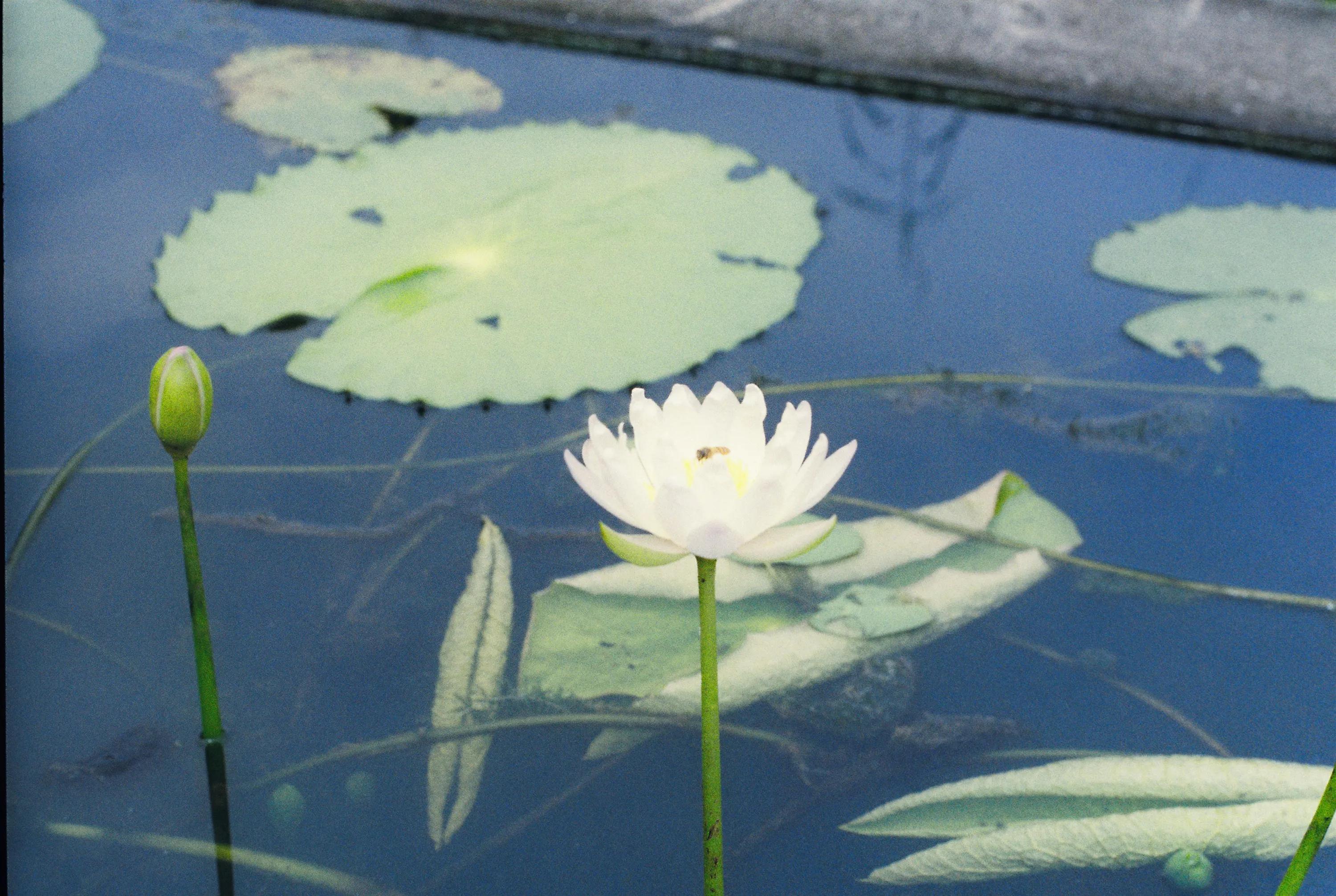 白云山之恋,去白云山的情侣