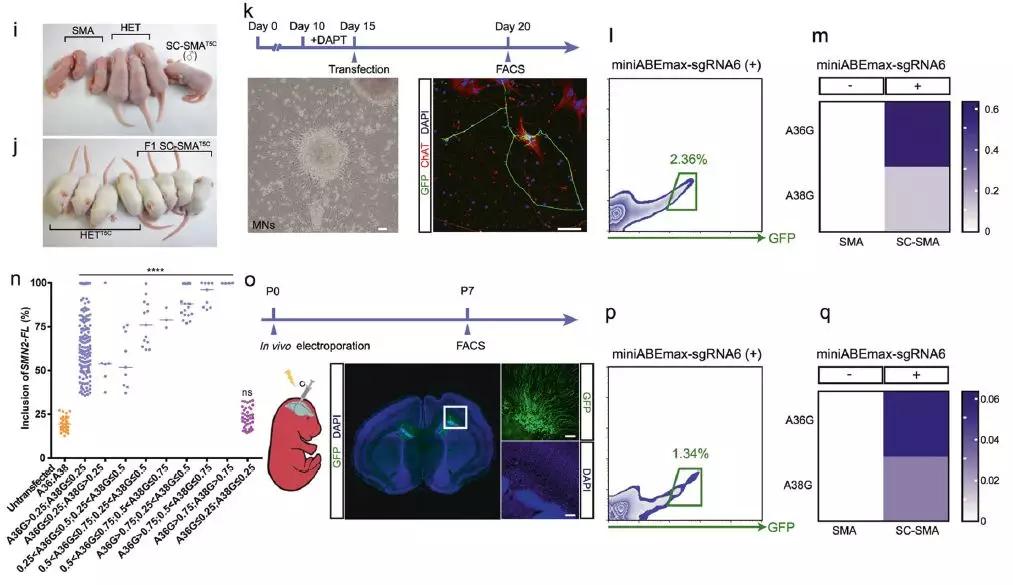 杨辉基因突变研究新消息,中科院杨辉科研团队