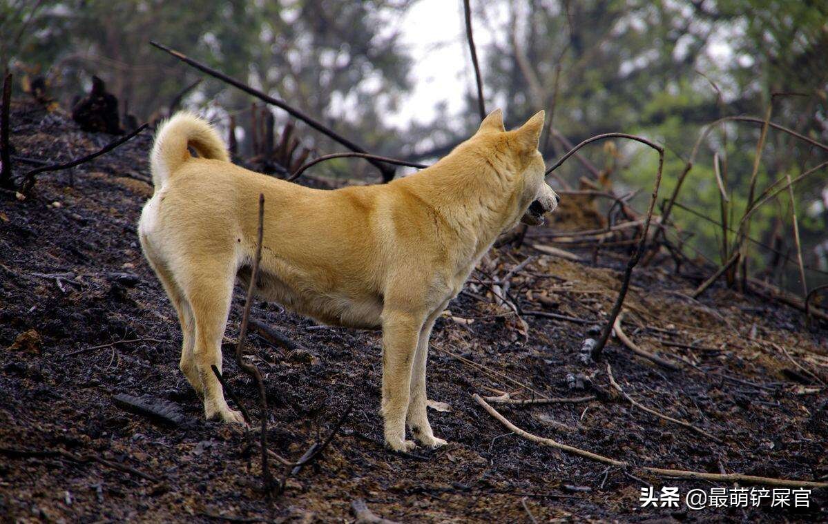 土狗为什么不会看家,土狗为什么不需要驱虫